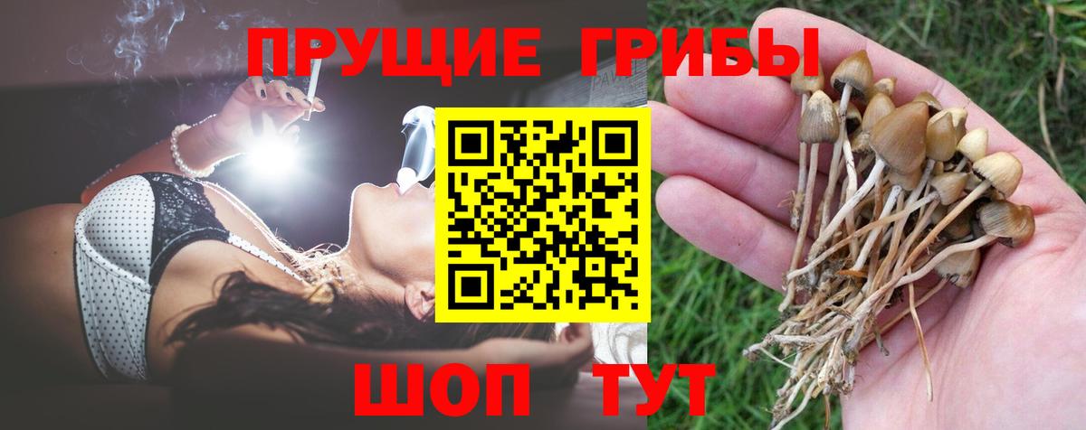 где купить наркоту  Вход с VPN  Кудымкар  Псилоцибиновые грибы Psilocybine cubensis 